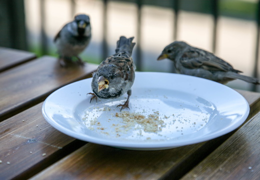 Birds